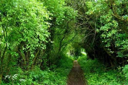 path trough forest
