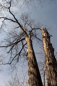 A tall, dead tree against a partly clouded sky.