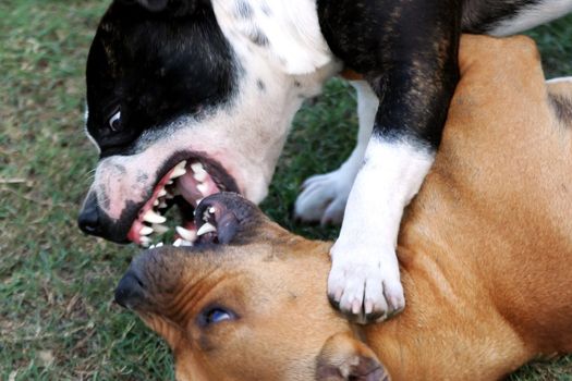 Two Staffordshire terriers showing their teeth as they try to bite