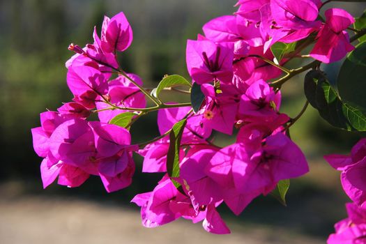 Beautiful bougainvillea flowers backlit by afternoon sun