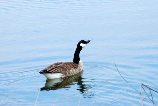 A Canadian Goose swimming in a pond.