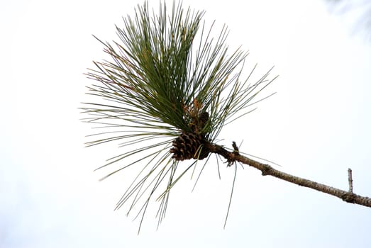 A branch of a pine tree with a cone at the end.