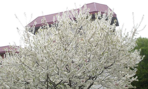 Tree in colors on a background of a roof                               