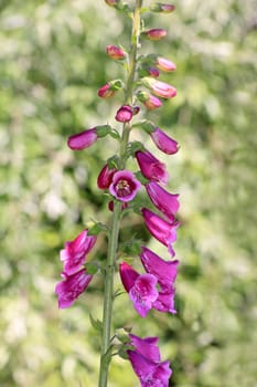 Digitalis purpurea or Common Foxglove set against a backdrop of shades of green foliage.