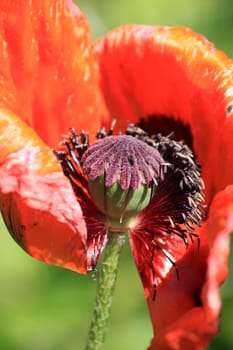  Detailed image of the inside of a large red poppy detailing its seed head. Soft focus green foliage to the images backdrop.