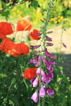 Digitalis purpurea or Common Foxglove set against a backdrop of large red poppies and shades of green foliage.