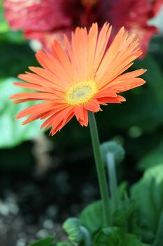 Beautiful vibrant orange gerbera daisy in garden