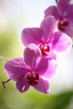 Beautiful pink and purple orchids with shallow depth of field