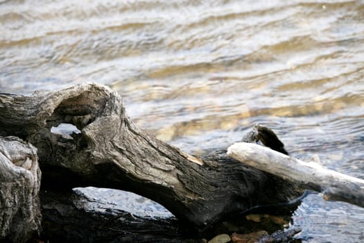 Fallen twisted log on edge of river