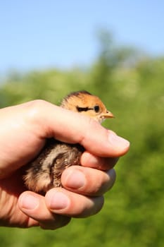 Male hand holding a pheasant chick