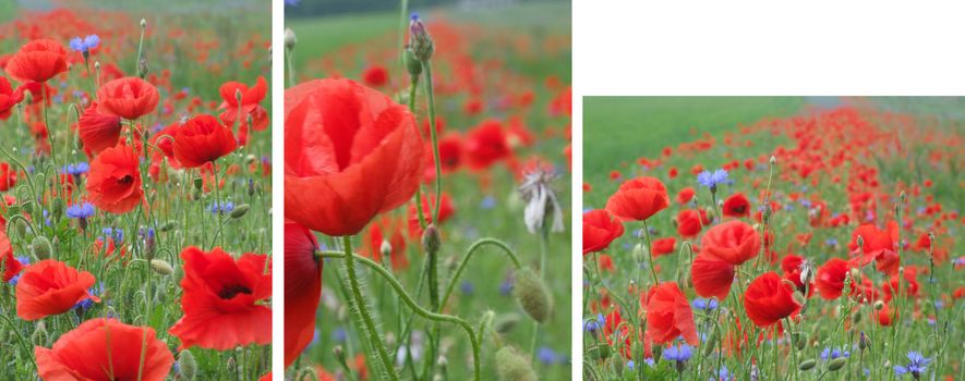 Soft focus image of blooming flowers.