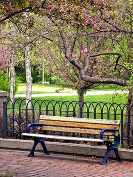 Bench under a lilac tree in a park.