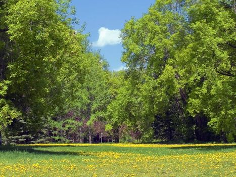 A park in early spring with a crop of dandelions.