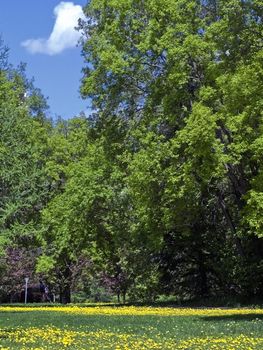 A fresh field of Dandelions in a city park.