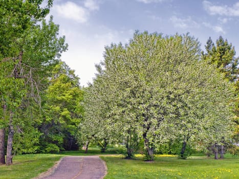 Lilac trees are in full bloom in Edmonton, Alberta, Canada.