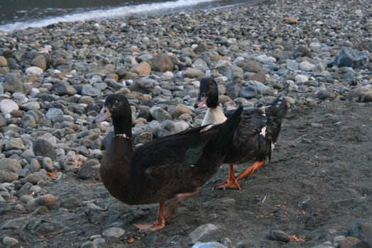 Duck on the beach