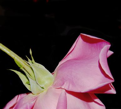 Beautiful pink rose over black