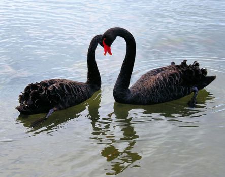 Two black swans in the water