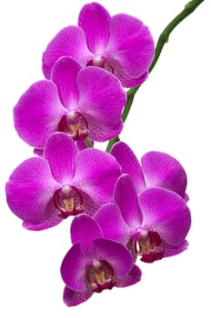 Beautiful tropical orchids