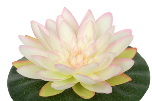 Silk water lily