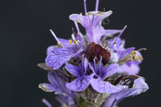 ajuga