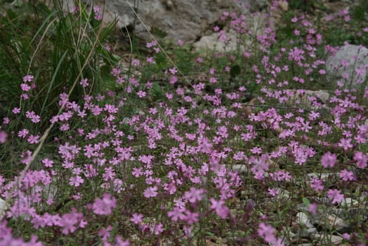 Purple flowers in the Turkish canyon near Beldibi