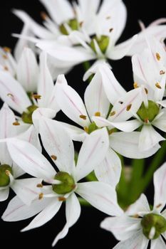 wild garlic flower