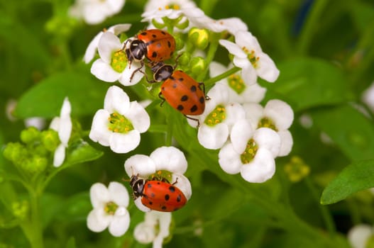 Three lady bugs on white flower
