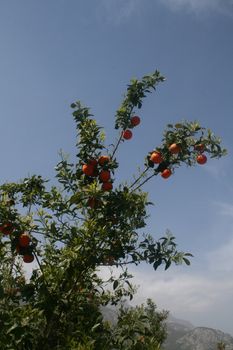 tangerine tree in Turkey