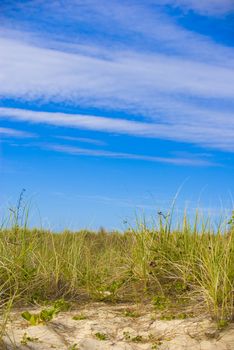 beach grass and sky