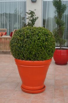 plant in flowerpot