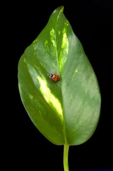Lady Bug on a leaf