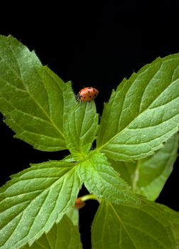 Lady Bugs on mint herb