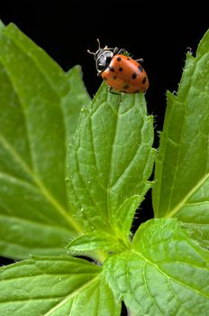 Lady Bug on mint herb