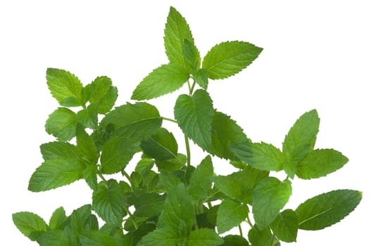 Mint herb