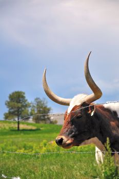A large longhorn bull sits and rests in a green pasture.