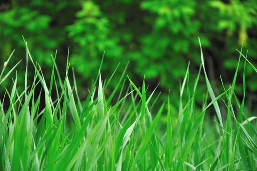 Green grass stands in a field in front of some trees.