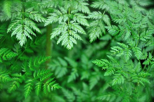 A large bush with green leaves provides a nice background image with lots of copy space.