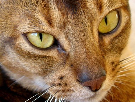 close up of abbesin cat