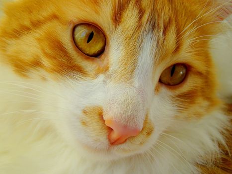 close up of red white turkish angora cat