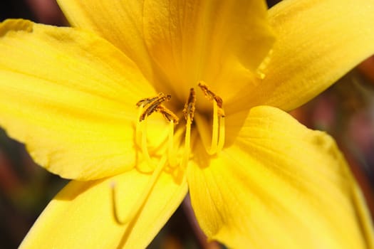 Macro photo of yellow flower on spring meadow