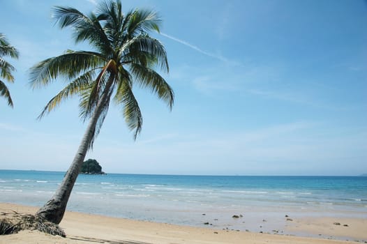 Palm tree on a sandy tropical beach