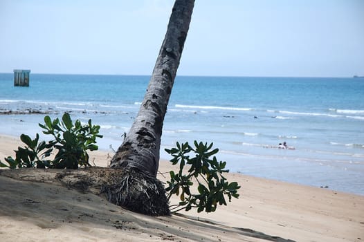 Root of palm tree on sandy tropical beach