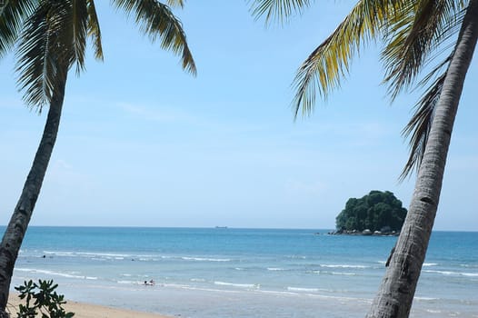 Palm tree on sandy tropical beach