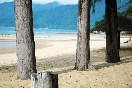 Tree trunks on a sandy tropical beach