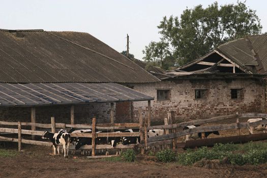 Aging farm with tumbled by roof and roundup for young cows.