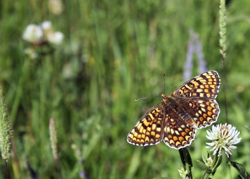 Bright and making colorful butterfly on green meadow