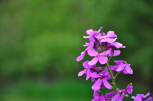 A purple flower shines and stands out against a green background.