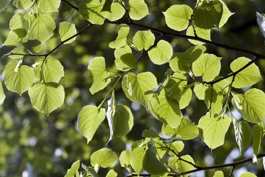 green leaves, shallow focus, leaves of lime