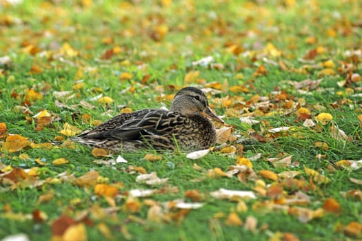 Duck resting upon glade amongst tumbled yellow sheet